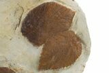 Wide Plate with Four Fossil Leaves (Two Species) - Montana #305985-3